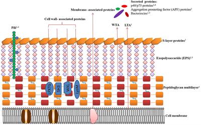 Paraprobiotics and Postbiotics of Probiotic Lactobacilli, Their Positive Effects on the Host and Action Mechanisms: A Review